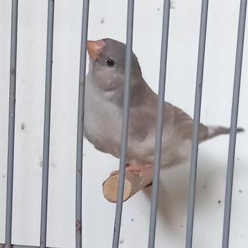 Prachtig zebravink popje,bleekruggrijs/oranjeborst. beschikbaar voor biedingen