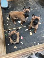 Mechelse herder Pups met stamboom, 8 tot 15 weken, Meerdere, Meerdere dieren, Herder