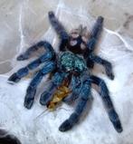 Vogelspin Caribena , poecilotheria , avicularia brachypelma, Dieren en Toebehoren, Insecten en Spinnen, Spin of Schorpioen