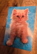 Mooie rode kitten, Verzenden, Ongelopen, Hond of Kat