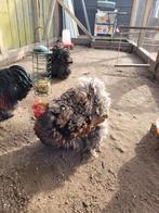 Broedeieren 🐣cochin kriel goudblauw x goudzwart gezoomd, Dieren en Toebehoren, Pluimvee, Geslacht onbekend, Kip