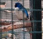 SPLENDID PARKIET Violet pop gezocht voor deze man ., Dieren en Toebehoren, Vogels | Parkieten en Papegaaien, Vrouwelijk, Parkiet