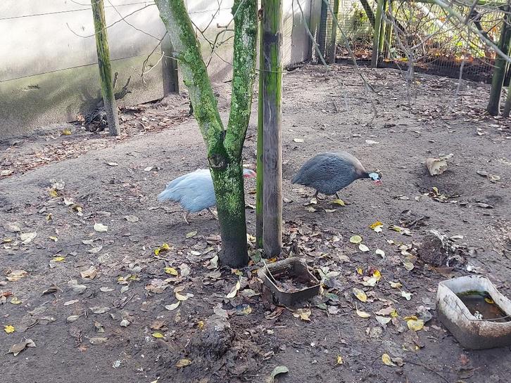 Parelhoenders koppel haan en hen., Dieren en Toebehoren, Pluimvee, Overige soorten, Meerdere dieren