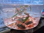 50x Vuurgarnalen € 20, Kreeft, Krab of Garnaal, Zoetwatervis