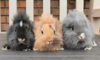 Leuke Jonge Dwerg Konijntjes, Meerdere dieren, Dwerg