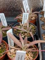 vleesetende planten, Huis en Inrichting, Kamerplanten, Ophalen of Verzenden, Halfschaduw, Minder dan 100 cm