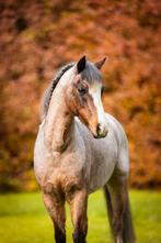 Welsh a pony Lease voor beginners, Dieren en Toebehoren, Ophalen