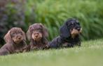 prachtige ruwharige teckel pups gechipt + garantie, Standaard, Nederland, CDV (hondenziekte), 8 tot 15 weken