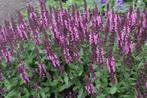 salvia nemerosa deep roze, vaste plant, bodembedekker, Ophalen, Bodembedekkers, Vaste plant, Halfschaduw