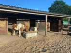 Stalling voor shetlander of pony aangeboden, Dieren en Toebehoren, Stalling en Weidegang, Weidegang, 1 paard of pony