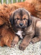 Mooie Tibetaanse Mastiff pups, Dieren en Toebehoren, CDV (hondenziekte), Particulier, Meerdere, 8 tot 15 weken