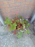 Aardbeien hanger met hang pot, Ophalen of Verzenden, Zomer, Overige soorten, Volle zon