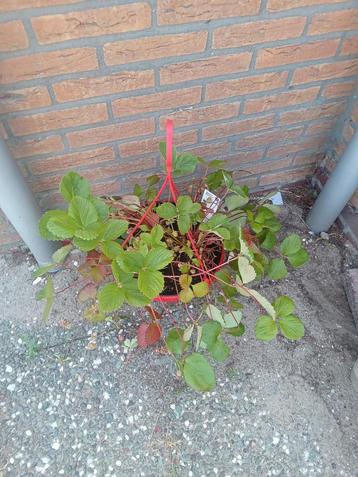 Aardbeien hanger met hang pot  beschikbaar voor biedingen