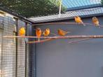 Te koop 6 kanaries, Meerdere dieren, Kleurkanarie