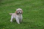 Amerikaanse cocker spaniel pups, België, Rabiës (hondsdolheid), 15 weken tot 1 jaar, Meerdere