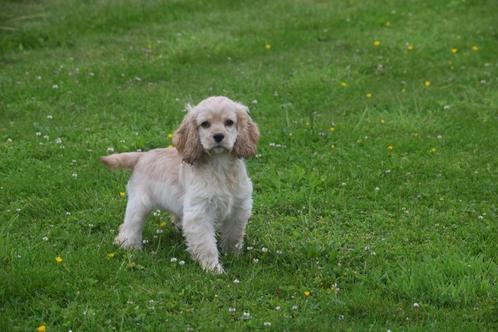 Amerikaanse cocker spaniel pups, Dieren en Toebehoren, Honden | Retrievers, Spaniëls en Waterhonden, Meerdere dieren, Spaniël