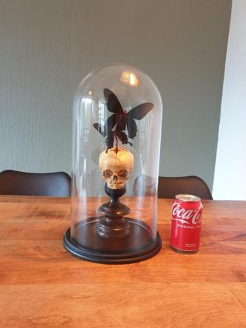 Vlinders met skull onder stolp beschikbaar voor biedingen