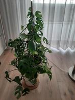 Kamerplant Monstera, Huis en Inrichting, Kamerplanten, Ophalen, Halfschaduw, Minder dan 100 cm