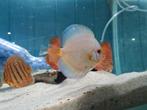 Discus Blue Diamond, Symphysodon Discus Blue Diamond, Vis, Zoetwatervis