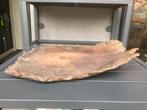 Bonsai slab, Bloeit niet, Halfschaduw, Minder dan 100 cm, Overige soorten