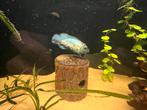 Electric Blue Acara (bewezen koppel), Dieren en Toebehoren, Vis, Zoetwatervis