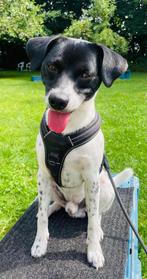 Te koop: gecastreerde boerenfox reu met toebehoren, Rabiës (hondsdolheid), Reu, 1 tot 2 jaar, Eén hond