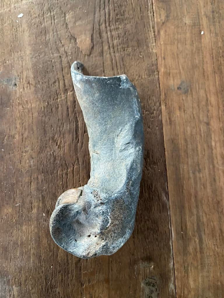 fossiel, Ophalen of Verzenden, Fossiel