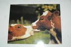 Prachtige koeien fotokaart. Op weg naar de lente! 30x24cm, Minder dan 50 cm, Foto of Poster, Minder dan 50 cm, Ophalen of Verzenden