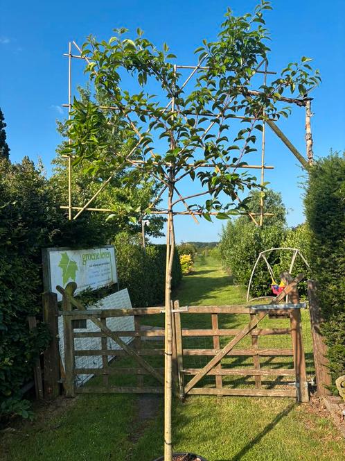 Portugese laurier azorica ticoZIEKTEVRIJ SOORT Groenblijvend, Tuin en Terras, Planten | Bomen, Volle zon, Ophalen of Verzenden