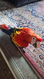 Geelvleugelara, Dieren en Toebehoren, Vogels | Parkieten en Papegaaien, Papegaai