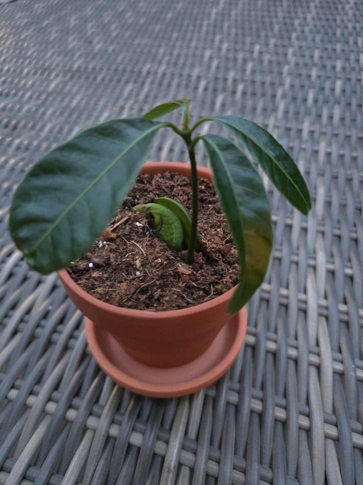 Mango Plant - Klaar om te groeien!, Tuin en Terras, Planten | Tuinplanten, Vaste plant, Fruitplanten, Volle zon, Bloeit niet, Ophalen of Verzenden