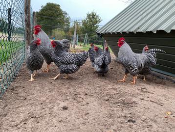 Broedeieren amrock kriel kippen beschikbaar voor biedingen