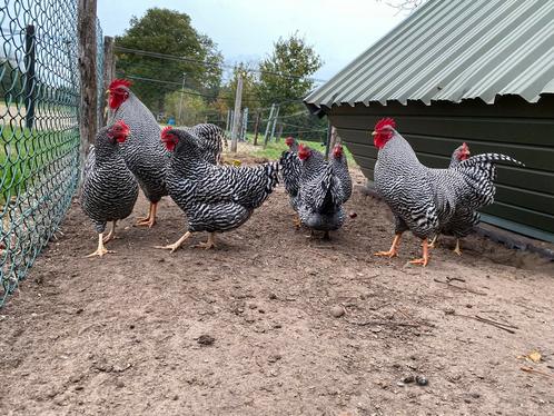 Broedeieren amrock kriel kippen, Dieren en Toebehoren, Pluimvee, Kip, Geslacht onbekend