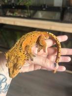 Correlophus ciliatus - Wimpergekko, Dieren en Toebehoren, Reptielen en Amfibieën, Hagedis