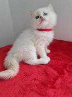 British longhair kitten, Dieren en Toebehoren, Katten en Kittens | Raskatten | Korthaar, Kater, Ontwormd, 0 tot 2 jaar