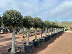 Olijfboom - Olijfbomen bol kroon met 35/40 cm stamomtrek!!, Tuin en Terras, Planten | Bomen, Ophalen of Verzenden, 100 tot 250 cm