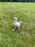 KO shamo haantje, Dieren en Toebehoren, Pluimvee, Mannelijk, Kip