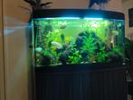 Aquarium Fluval vinencia 180 met onderkast en buitenfilter, Ophalen, Gebruikt, Gevuld zoetwateraquarium