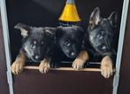 Duitse herder pups met stamboom, Dieren en Toebehoren, 8 tot 15 weken, Teef, Eén hond, Herder