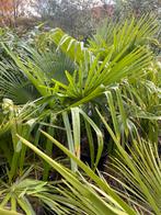 Trachycarpus fortunei 200cm – sterk & winterhard, Tuin en Terras, Planten | Tuinplanten, Ophalen, Overige soorten, Halfschaduw