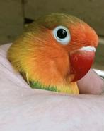 Prachtige piep jonge agapornis fisheri lovebirds xxl formaat, Dieren en Toebehoren, Vogels | Parkieten en Papegaaien, Meerdere dieren