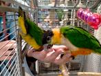 Jonge Zwartkop caique baby's net zelfstandig super lief, Meerdere dieren, Papegaai, Geringd