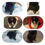 Drie pups pomeriaan, Dieren en Toebehoren, Overige rassen, Meerdere, Meerdere dieren, Nederland