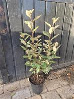 Olijfwilg compacta haagplanten 60+ cm, Ophalen of Verzenden, Overige soorten, Haag, Minder dan 100 cm