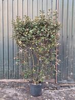 Olijfwilg Elaeagnus Ebbingei Kant-en-klaar Haag 100x170cm, Overige soorten, Volle zon, Vaste plant, Ophalen of Verzenden