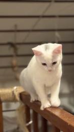 Witte kittens poesje, Dieren en Toebehoren, Poes, Kortharig, 0 tot 2 jaar