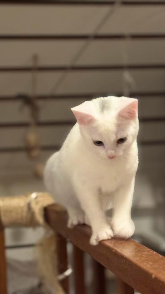 Witte kittens poesje, Dieren en Toebehoren, Katten en Kittens | Overige Katten, Kortharig, Poes, 0 tot 2 jaar