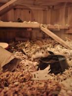 Dwerghamsters, Dieren en Toebehoren, Knaagdieren, December, Meerdere dieren, Hamster