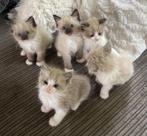 100% Ragdoll met stamboom, Dieren en Toebehoren, Katten en Kittens | Raskatten | Langhaar, Meerdere dieren, Gechipt, 0 tot 2 jaar
