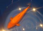 Fel Orange 50+ cm ogata benigoi, Karper of Koi